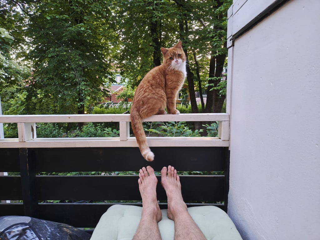 Oransje katt på balkong