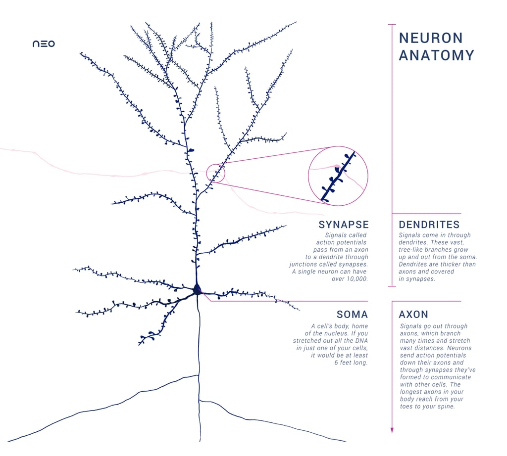 Illustrasjon av et nevron med synapse