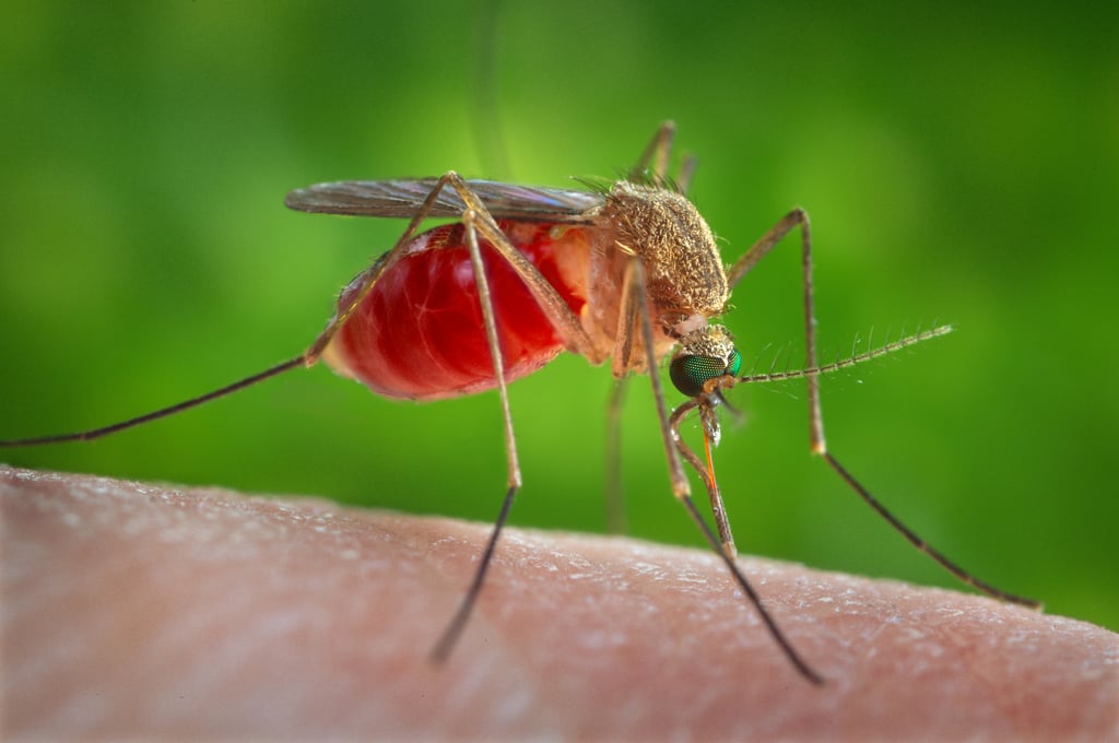 Nærbilde av myggen Culex quinquefasciatus på en hudflate