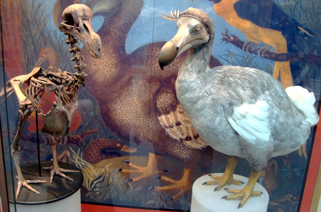 Dodo-utstillingen ved Oxford University Museum of Natural History, med rekonstruert fugl i glassmonter