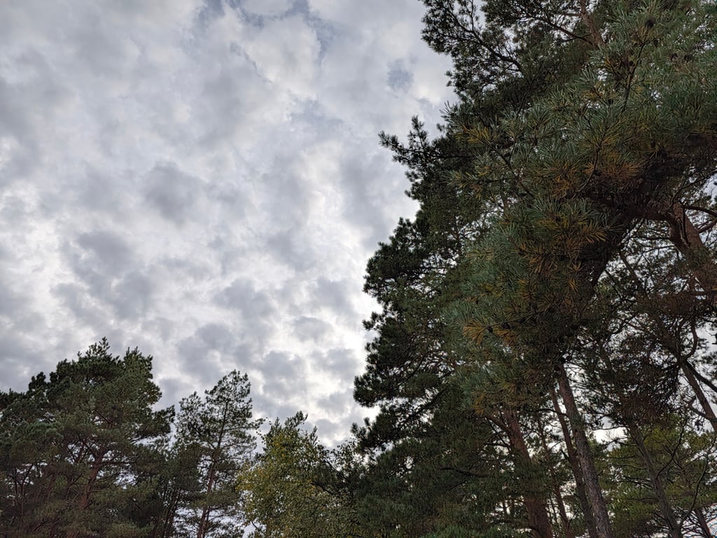 Furutrær og en delvis skyet himmel sett rett opp fra bakken