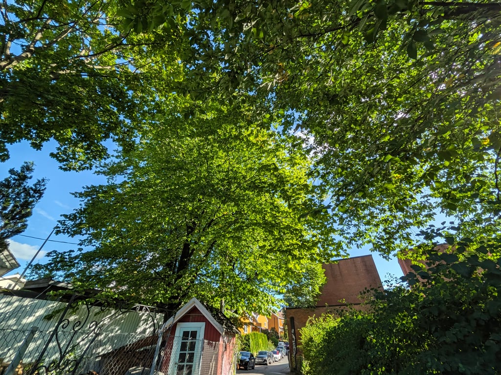Stort grønt tre mot blå himmel over et rødt hus, fotografert nedenfra med vidvinkel