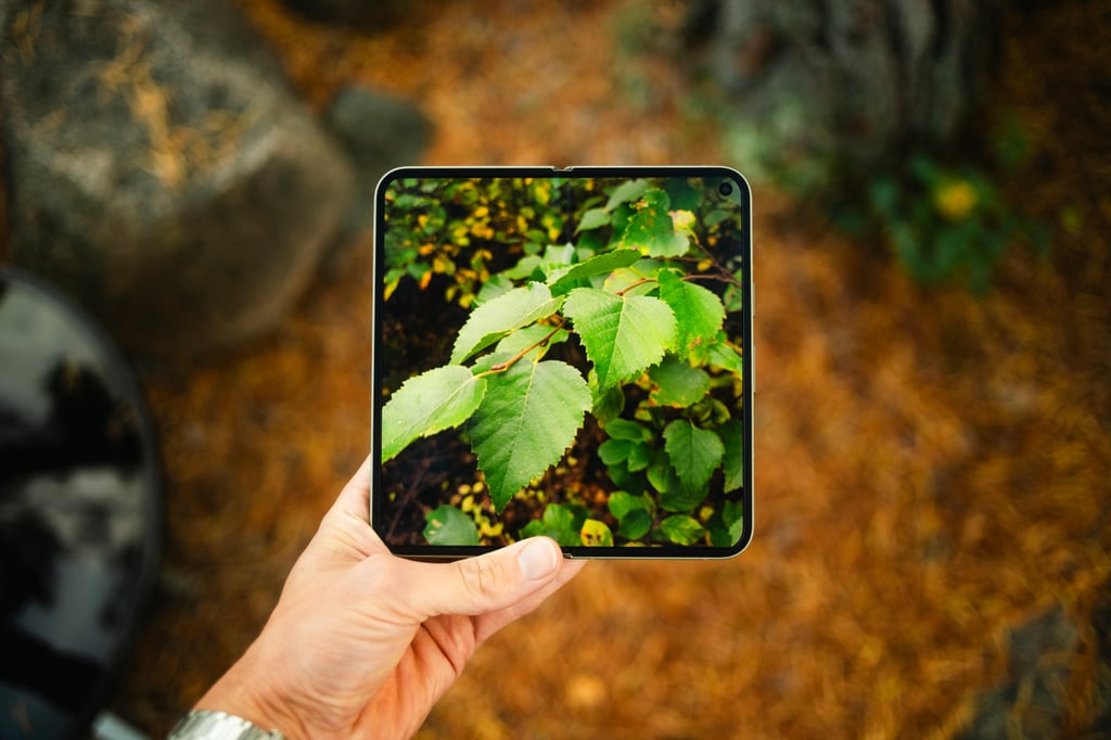 Google Pixel 11 Pro Fold utbrettet med nesten kvadratisk skjerm som viser grønne blader