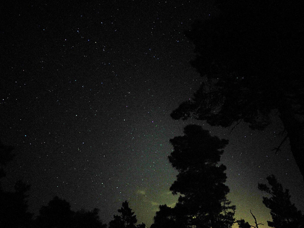 Stjernehimmel med furutrær i silhuett, tydelig korn i den mørke himmelen