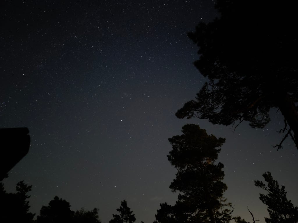 Stjernehimmel over mørke trær tatt om natten, med tydelige stjerner