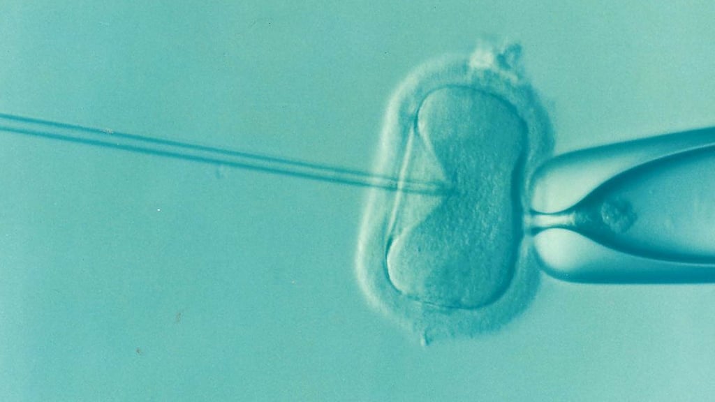 Mikroskopbilde av en tynn nål som stikkes inn i en eggcelle som holdes fast av en pipette