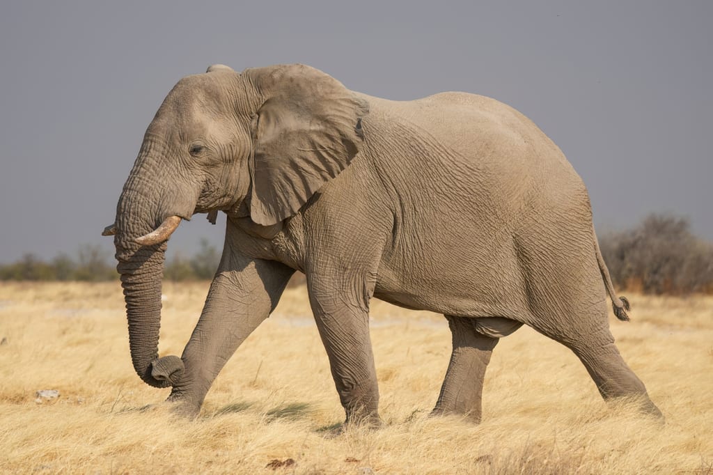 Afrikansk hann-elefant i profil på gul savanne