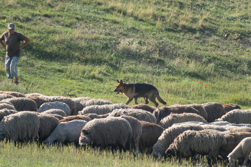 En schæferhund går langs kanten av en tett saueflokk som beiter i en bakke.