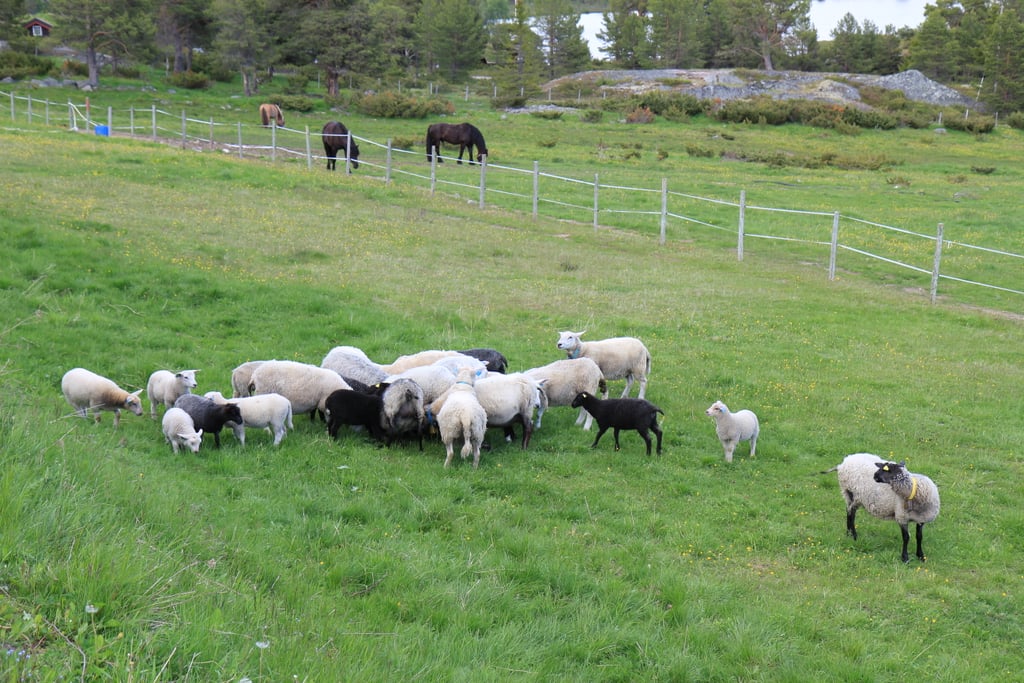 En saueflokk i hvitt og svart beiter tett sammen på en grønn eng. En enkelt sau står for seg selv til høyre og ser mot kameraet.