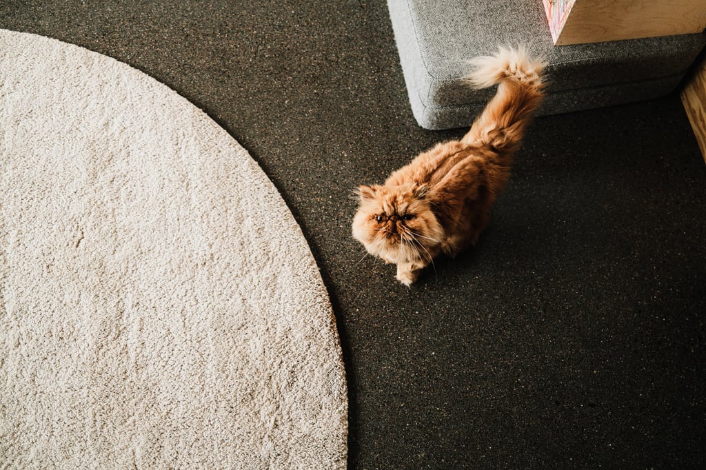 En perserkatt ser opp fra gulvet ved siden av et rundt, lyst teppe og en grå sittepuff