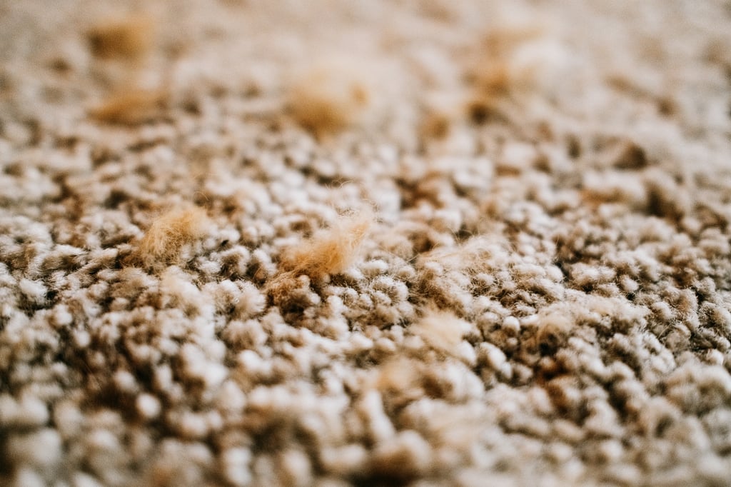 Nærbilde av teppefibre med tufter av oransje hår fra en perserkatt