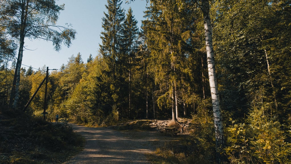 Grusvei gjennom en solbelyst blandingsskog med bjørk og gran