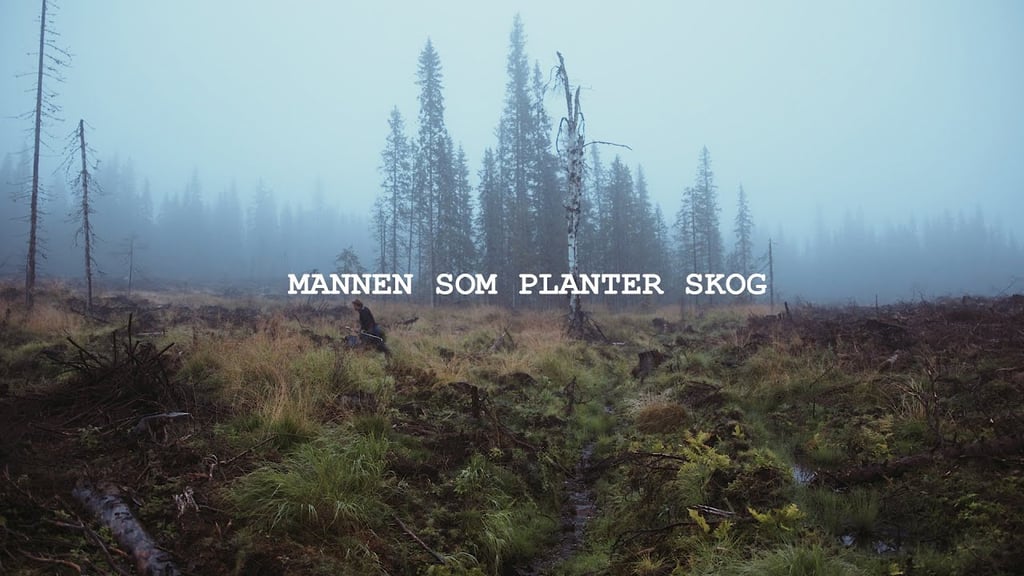Tåkelagt hogstfelt med gjenstående grantrær og en liten skikkelse som planter